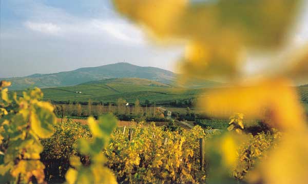 Tokaj-Hegyalja